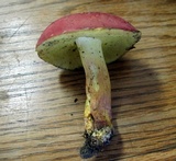 Boletus roodyi image