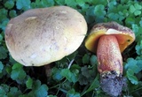 Xerocomus morrisii image