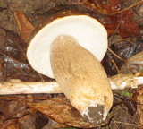 Boletus variipes image