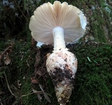 Amanita daucipes image