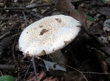 Amanita daucipes image