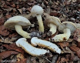 Austroboletus subflavidus image