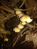 Hypholoma subviride image