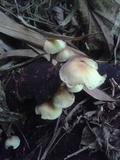 Hypholoma subviride image