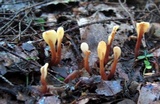 Spathulariopsis velutipes image