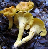 Cantharellus lateritius image