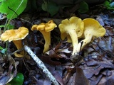 Cantharellus lateritius image