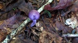 Cortinarius iodes image