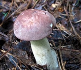 Tylopilus rubrobrunneus image