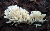 Sebacina schweinitzii image