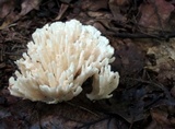 Sebacina schweinitzii image