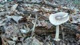 Amanita brunnescens image