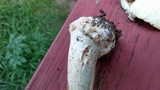 Amanita brunnescens image