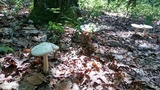 Amanita aestivalis image