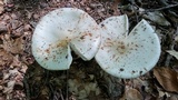 Amanita aestivalis image