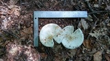 Amanita aestivalis image