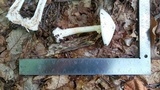 Amanita aestivalis image