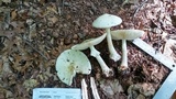 Amanita aestivalis image