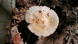 Amanita rubescens var. rubescens image