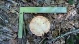Amanita rubescens var. rubescens image