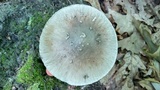 Amanita submaculata image