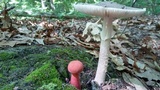 Amanita submaculata image