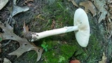 Amanita submaculata image