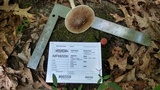 Amanita submaculata image