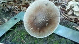 Amanita submaculata image