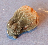 Galiella rufa image