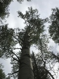 Phellinus tremulae image