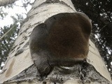Phellinus tremulae image