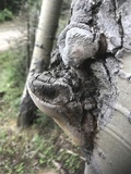Phellinus tremulae image
