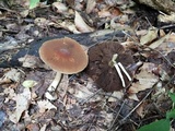 Psathyrella delineata image