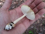Amanita sect. Vaginatae image