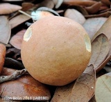 Leccinum roseoscabrum image