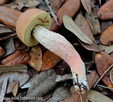 Leccinum roseoscabrum image