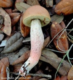 Leccinum roseoscabrum image