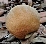 Leccinum roseoscabrum image