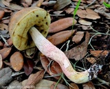 Leccinum roseoscabrum image