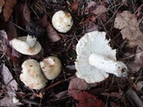 Russula variata image