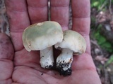 Russula variata image