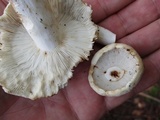 Russula variata image