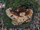 Inonotus dryadeus image