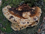 Inonotus dryadeus image