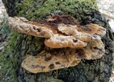 Inonotus dryadeus image