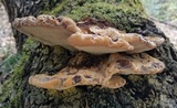 Inonotus dryadeus image