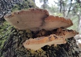 Inonotus dryadeus image