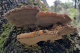 Inonotus dryadeus image