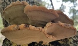 Inonotus dryadeus image